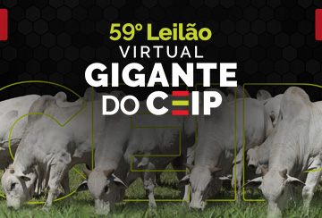 59º LEILÃO VIRTUAL GIGANTE DO CEIP JACAREZINHO